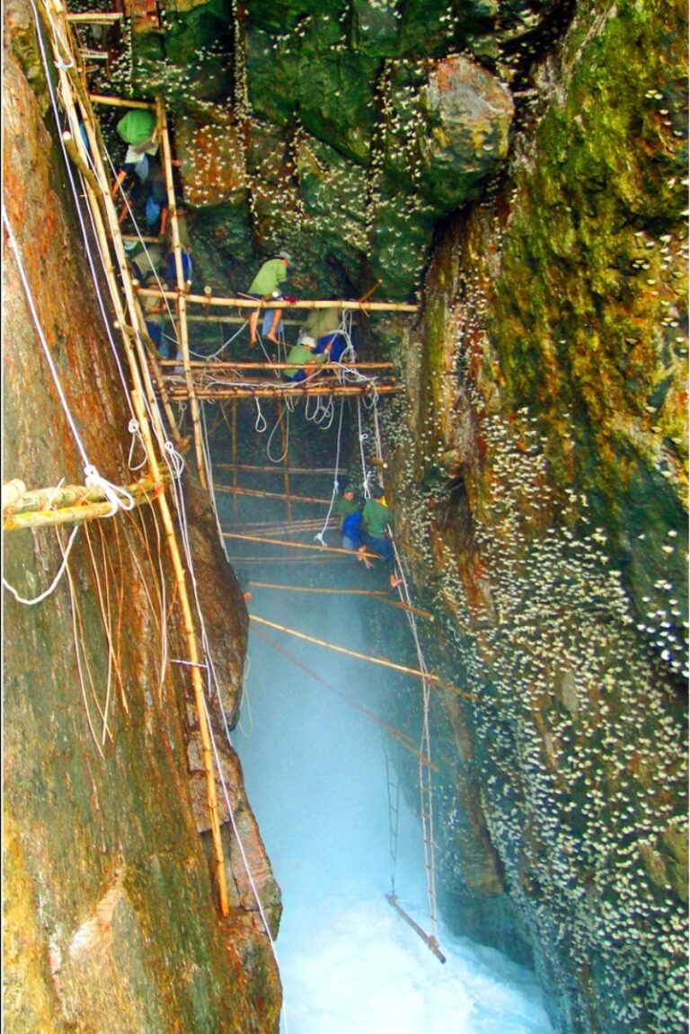 nuoi-yen-2