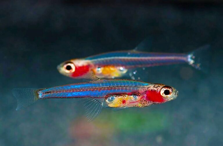 paedocypris-progenetica-fish1med-2