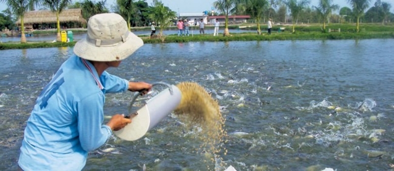 trien-vong-tu-mo-hinh-nuoi-ca-bang-tam-nhua-eco-1-2