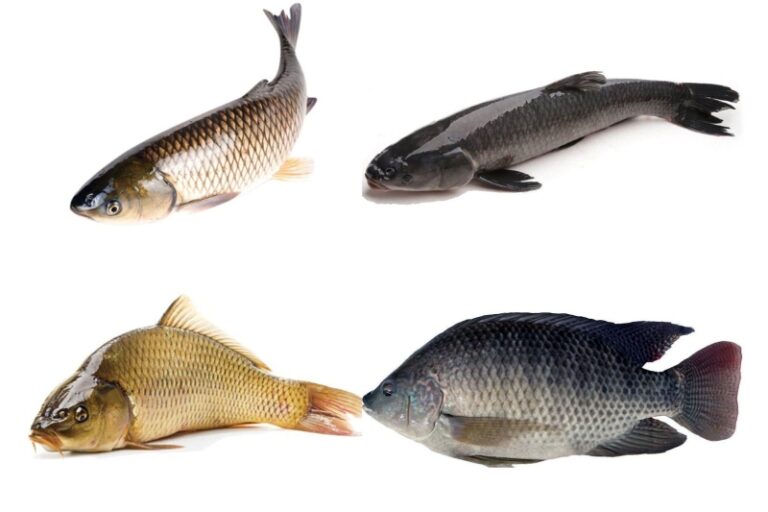 trien-vong-tu-mo-hinh-nuoi-ca-bang-tam-nhua-eco-5